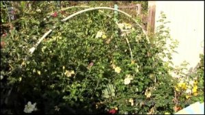 Арка для роз из пластиковых труб сделай сам, на даче, приусадебном участке, своими руками.