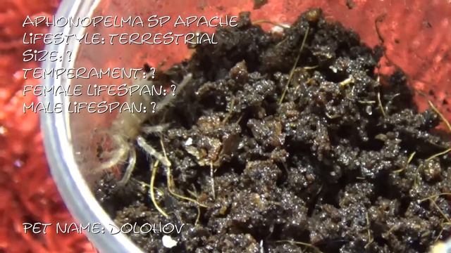 Caresheets for my latest Global tarantula market order смотреть онлайн