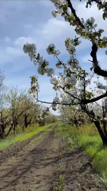 #Докажу вам всем и подавитесь гады. Любовь в душе смотреть онлайн