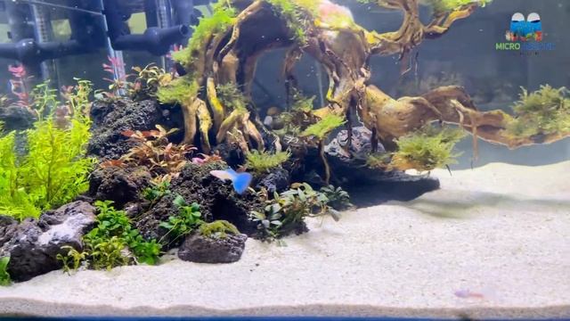 Albino Blue Topaz Guppy & Bonsai Driftwood || Tank Setting up! смотреть онлайн