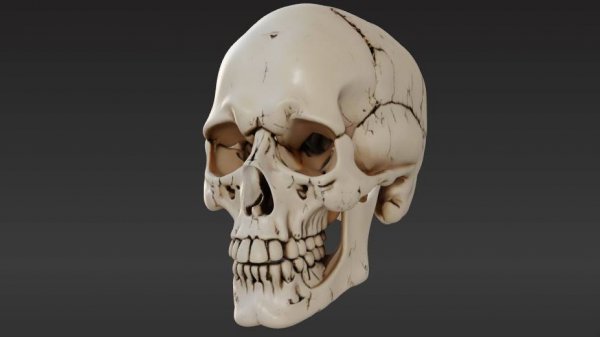 Skulls 3D Model