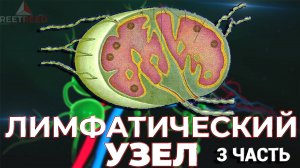 Лимфатическая система: Часть 3 - Лимфатические узлы: Строение, функции, развитие