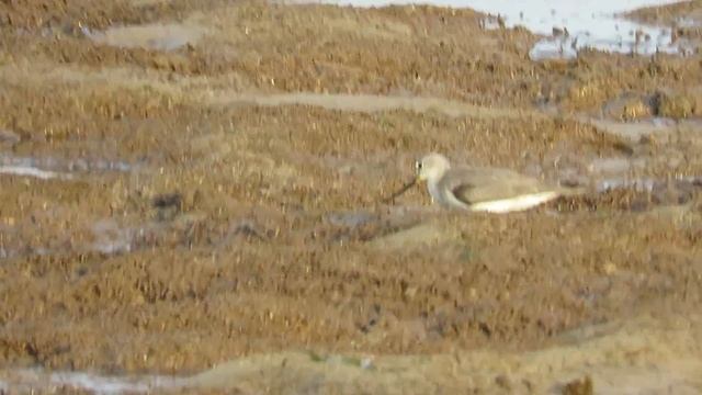 Terek Sandpiper, Malindi, Kenya смотреть онлайн