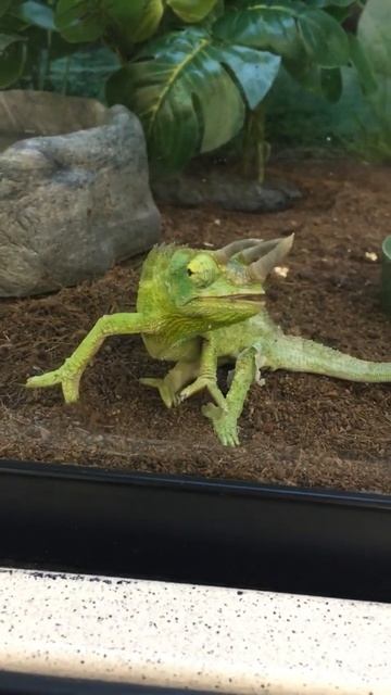 Jackson’s Chameleon смотреть онлайн