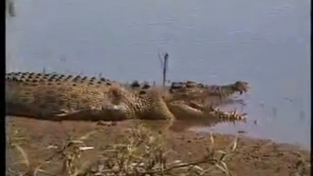 Crocodile Shows Its Teeth, Kakadu National Park, Australia смотреть онлайн