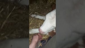 Вздутие живота у телят