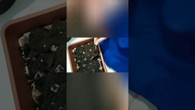 Посадка перца в ячейках от яиц. смотреть онлайн