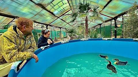 СЕРДЦЕ РАДУЕТСЯ! Спасенным птицам привезли бассейн и мы не можем оторваться, так радостно смотреть! смотреть онлайн