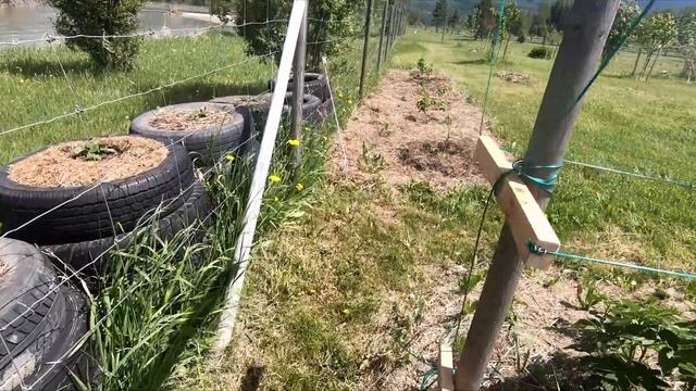 Обзор нашего сада-огорода, май 2023 Garten смотреть онлайн