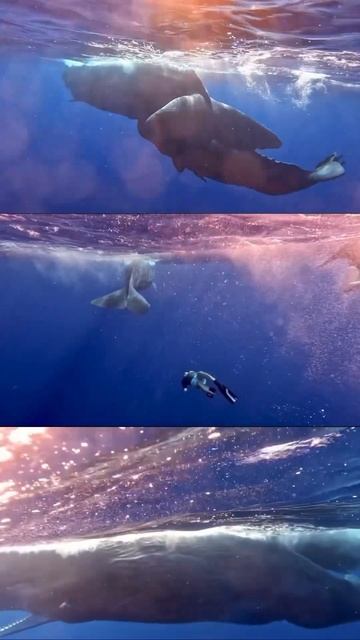 #freediving смотреть онлайн