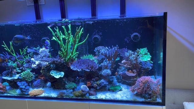 Aquascape Woes / Is There a New Tank? смотреть онлайн