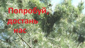 Чтобы не упустить рой пчел