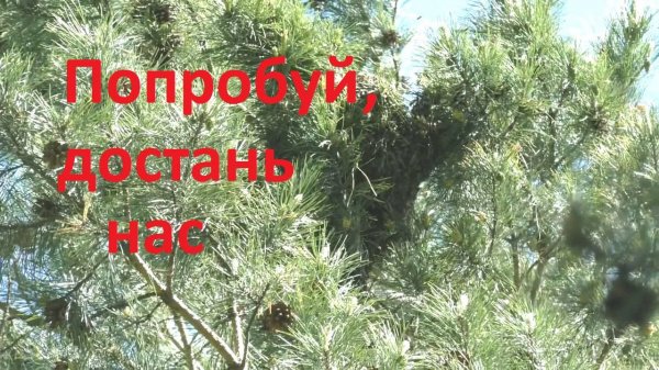 Чтобы не упустить рой пчел