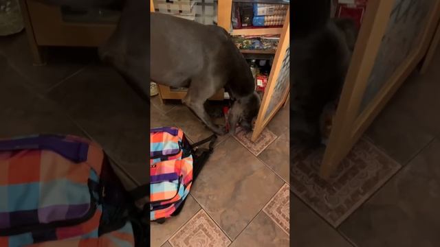 Веймаранер Ларс: помощник