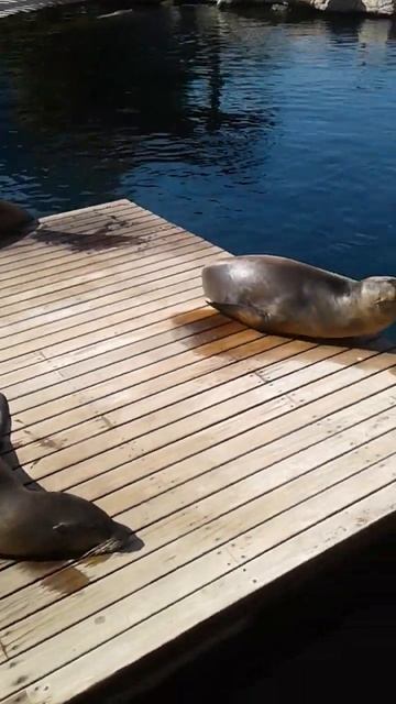 Океанографический парк Валенсии смотреть онлайн