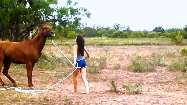 Çerkes Music ♬ Qafe смотреть онлайн