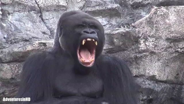 Funny Gorilla is SOOOOO Tired!!! | Gorilla Yawns in Slow Motion смотреть онлайн
