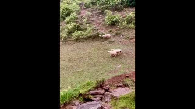 Приколы/ Братья наши меньшие/Смешные животные/ Приколы с животными/Невероятно ржачные приколы/ смотреть онлайн