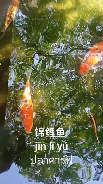 ปลาคาร์ฟ ภาษาจีน смотреть онлайн