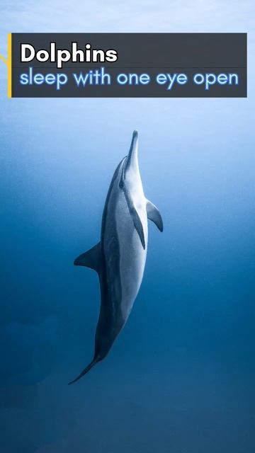 Dolphins amazing facts🧐 #shorts #amazing #interestingfacts #dolphin смотреть онлайн