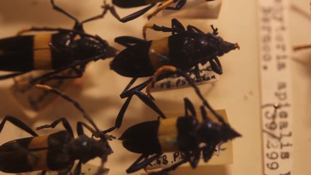 Long-horned Beetles смотреть онлайн