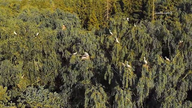 Цапля. Серая цапля. Полёт птицы. Цапля на гнезде. Птенцы цапли. Белая цапля. Про птиц. Птицы. смотреть онлайн