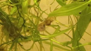 Гуппи, выросшие в домашних условиях. Цветные.