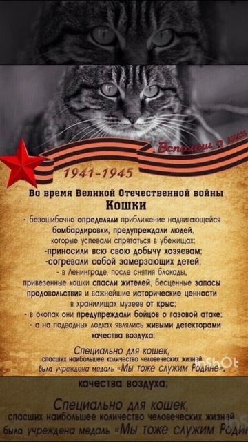 #фронтовыекоты.mp4