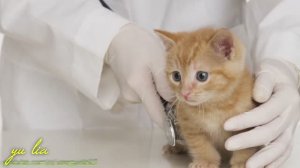 Чем нельзя кормить кошек и котят