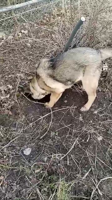 Щенок 🐶 смотреть онлайн