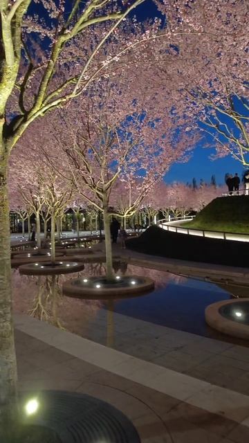 цветущие розовые сливы в парке Краснодар весной смотреть онлайн