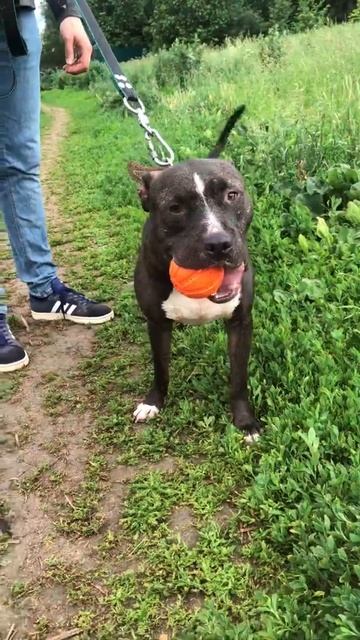 Симон(1) смотреть онлайн