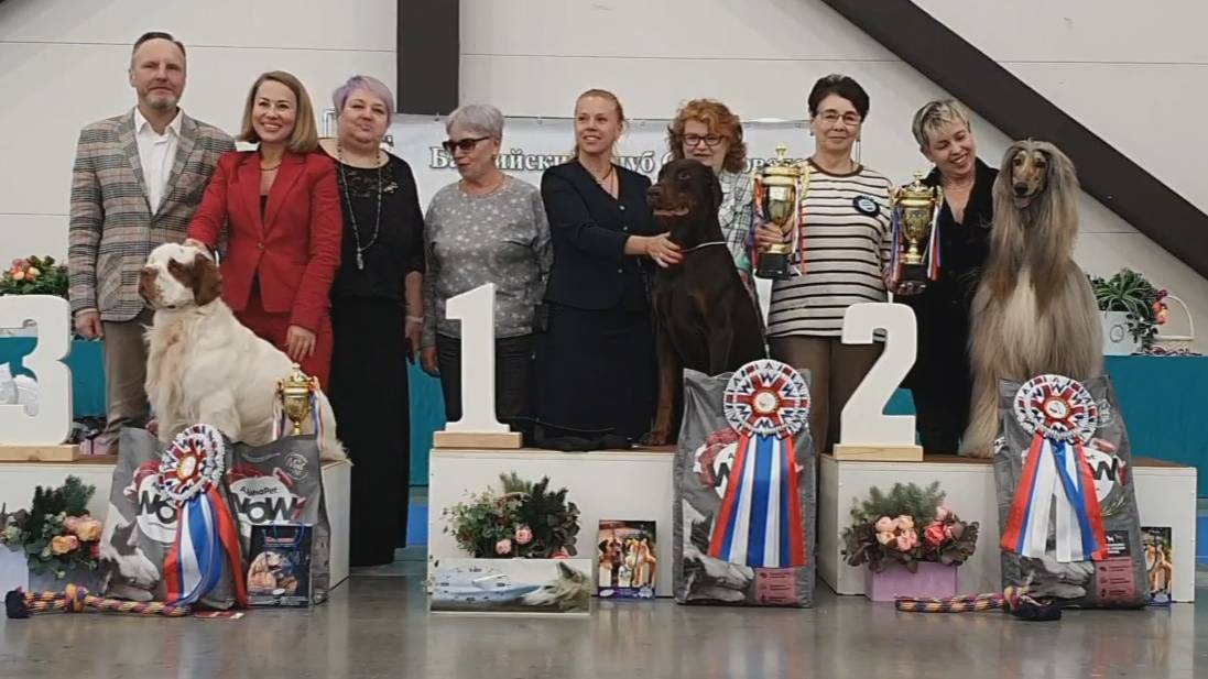 22.03.2025, СПб. Клуб "БКС-1" (РКФ, РФЛС). Выставка собак всех пород "БАЛТИЙСКИЙ КУБОК" (САС, ЧРКФ) смотреть онлайн