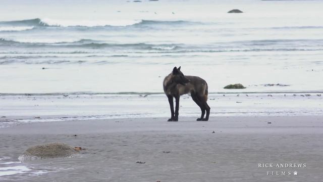 Sea Wolves of British Columbia смотреть онлайн