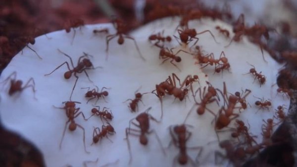 Acromyrmex octospinosus & Rose Petals