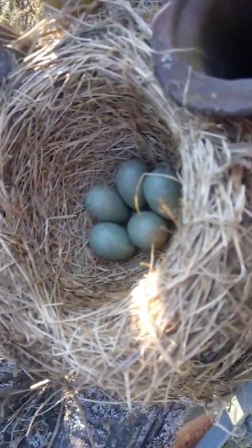 нашла гнездо Скворцов #bird 🐦 смотреть онлайн