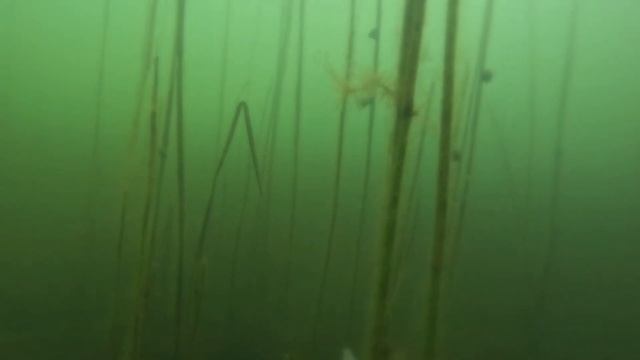 В ПОИСКЕ САМОЙ БОЛЬШОЙ РЫБЫ - ПОДВОДНАЯ ОХОТА . SPEARFISHING смотреть онлайн