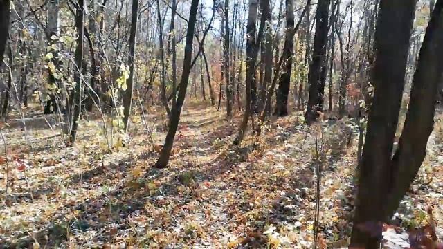 Осень в лесу | Труханов остров в Киев смотреть онлайн