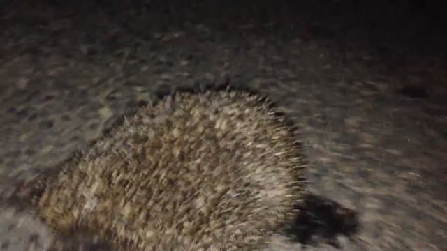 Ежик деревенский смотреть онлайн