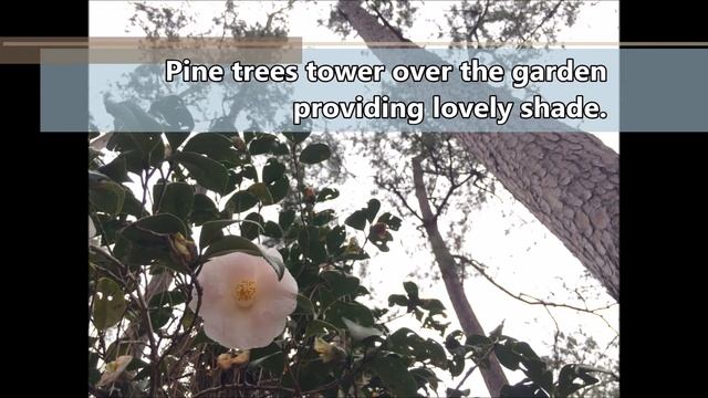 Hody Wilson Camellia Garden Stroll смотреть онлайн