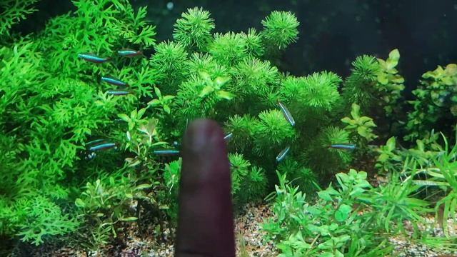 Novas plantas no aquario смотреть онлайн