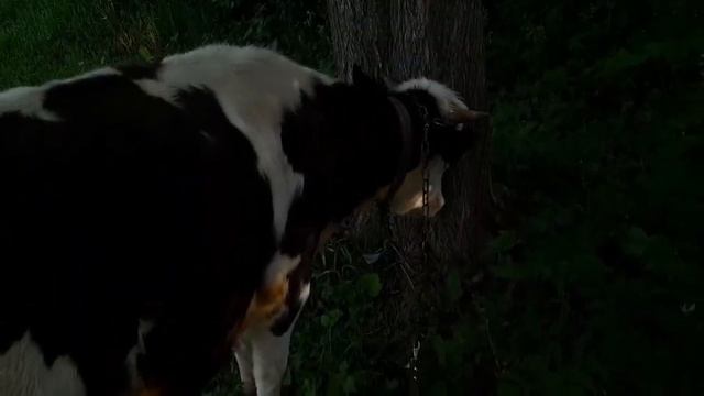 Утро. Корова. Красота. смотреть онлайн