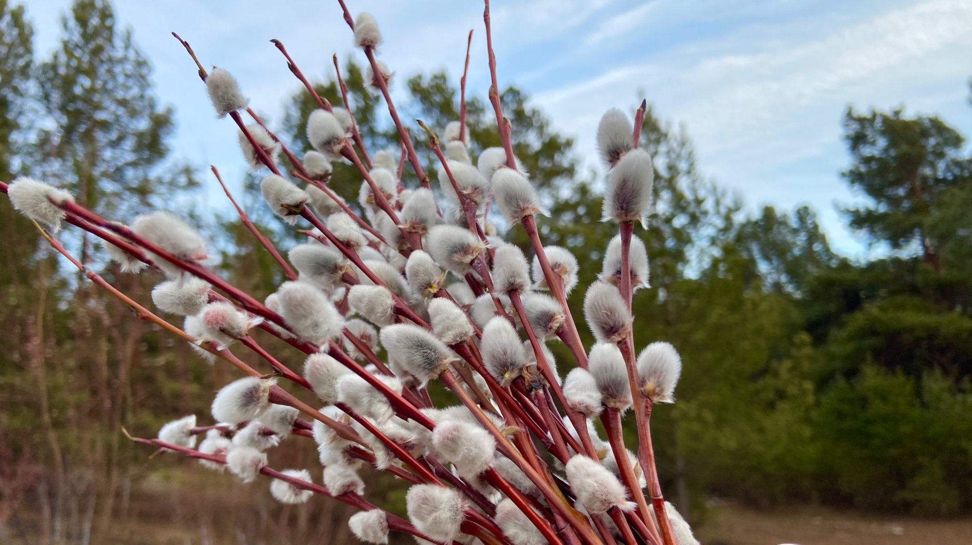 Съездили в лес за вербой. смотреть онлайн