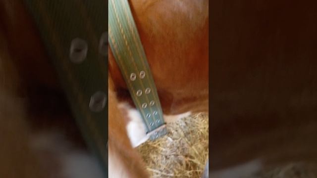 линька буренки Вишни