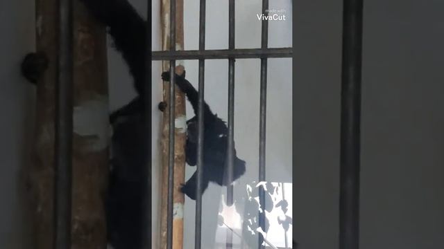 лев, медведь, обезьяны смотреть онлайн