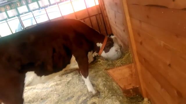 Мол Бозор смотреть онлайн