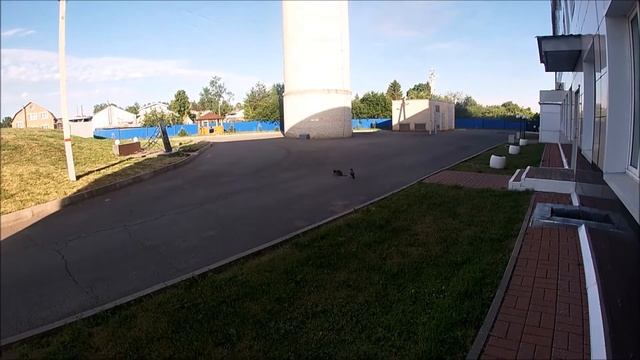 Ворона грабитель . смотреть онлайн