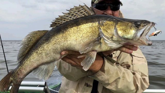 Где искать судака весной ? Жор судака весной! На что ловить судака весной?!Где ловить судака весной