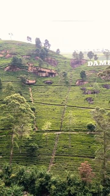 Нувара-Элия, чайные плантации Шри-Ланки смотреть онлайн