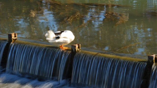 Mike Oldfield Celtic Rain